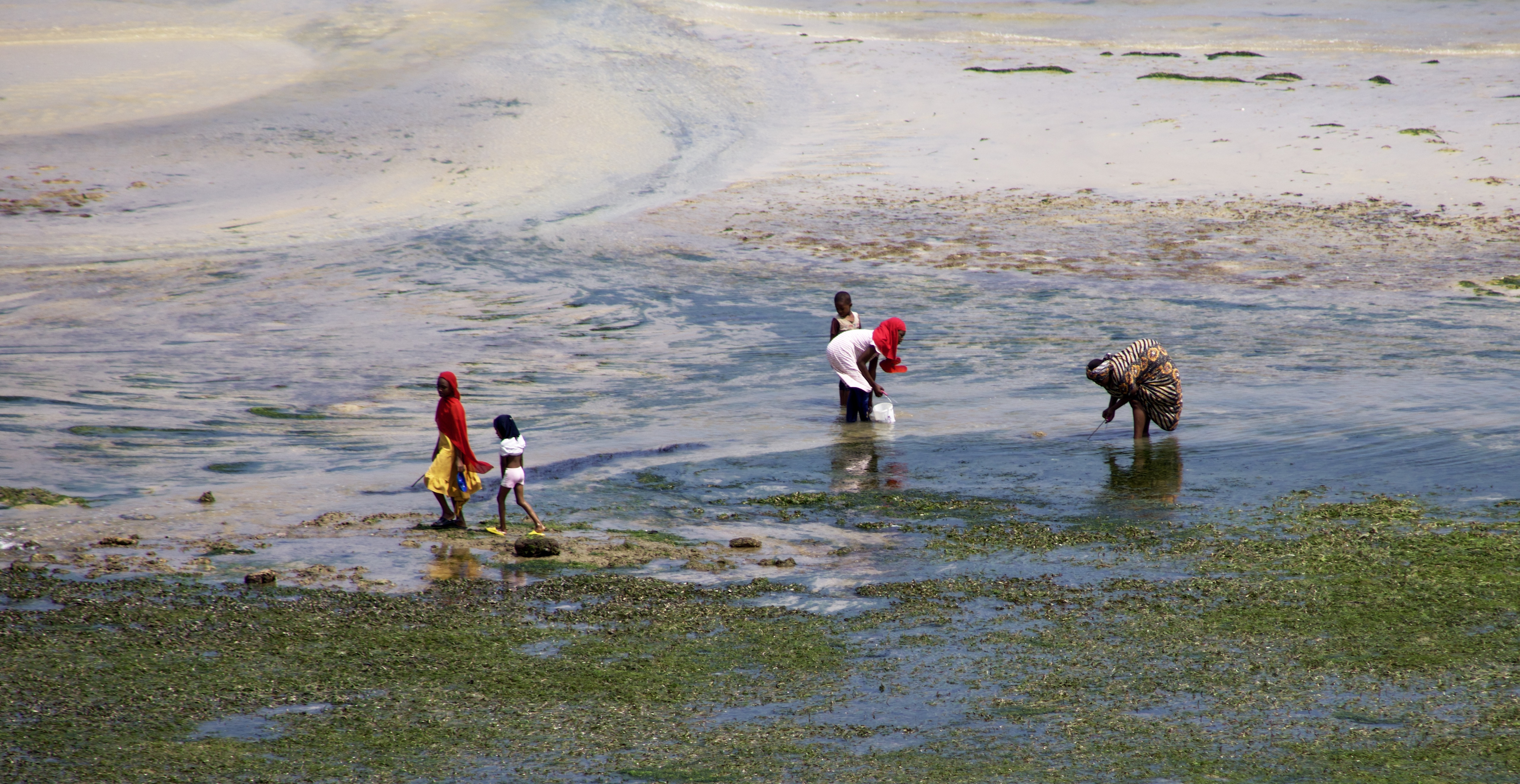 Nutritional Insights in Fisheries: The Peskas Evolution